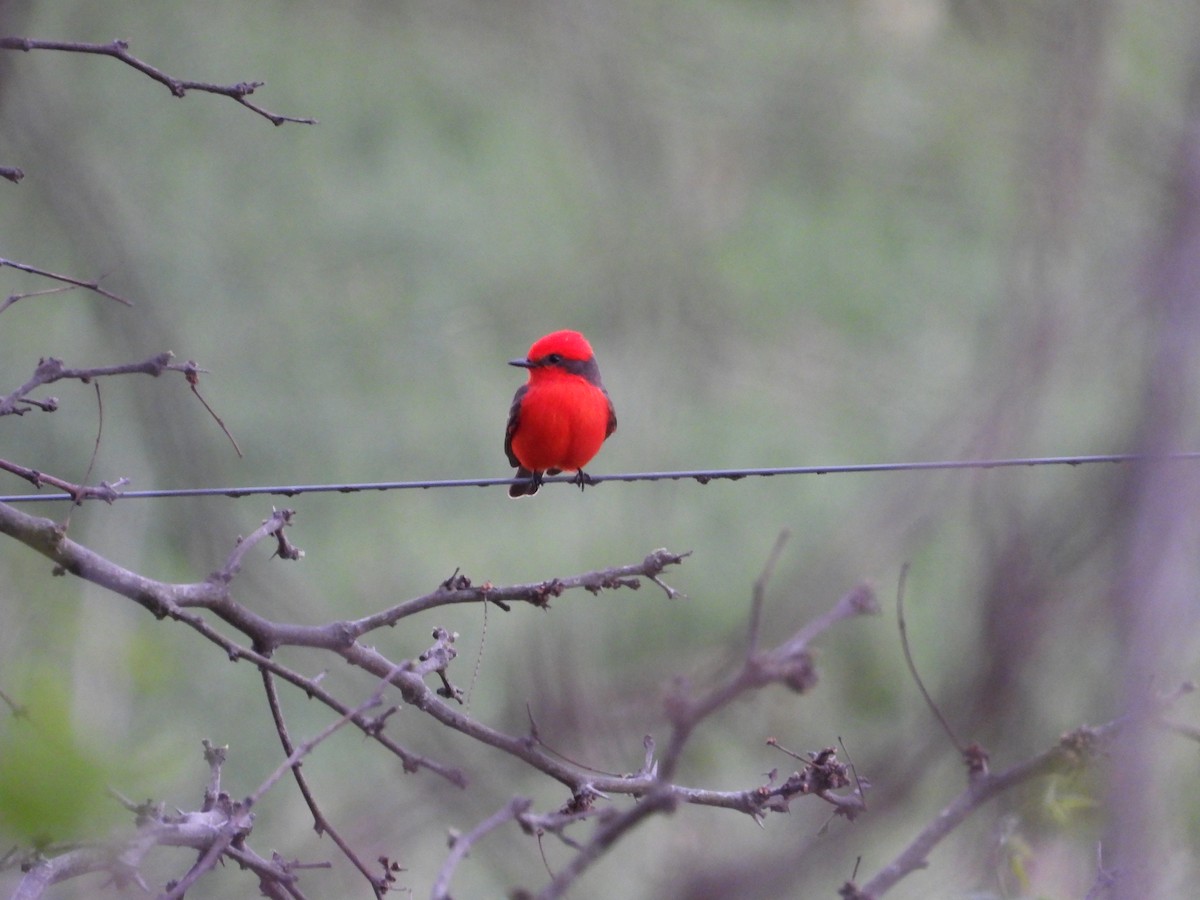 Mosquero Cardenal - ML642304521