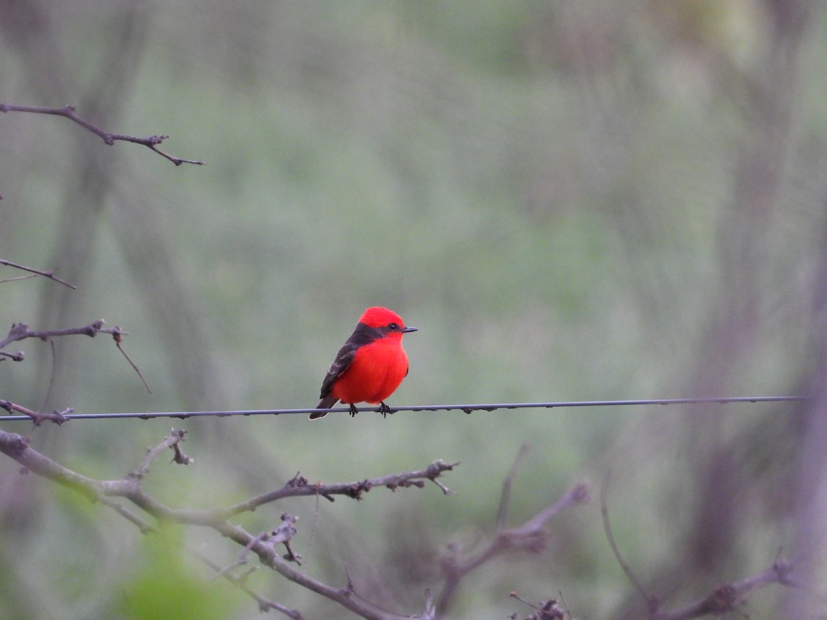 Mosquero Cardenal - ML642304522