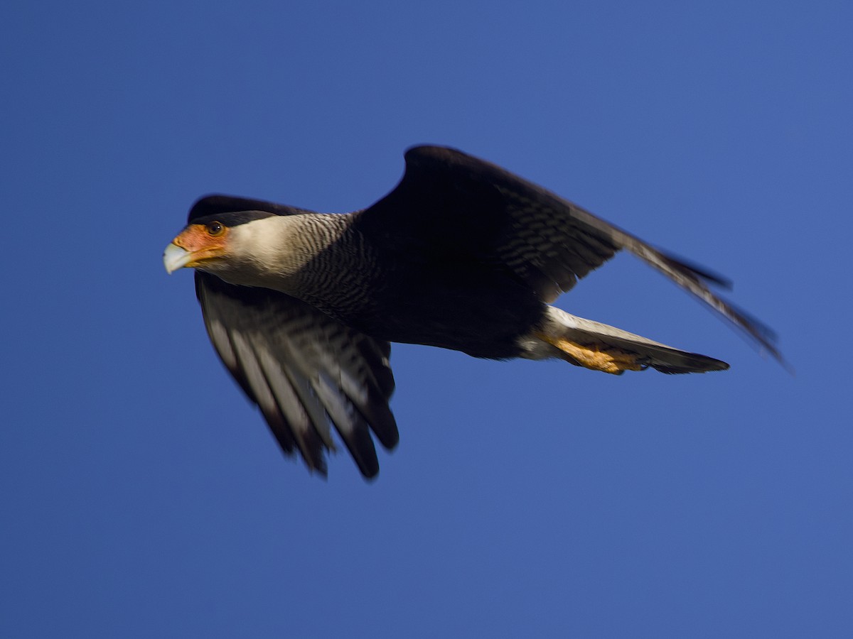 Caracara Carancho - ML642304539