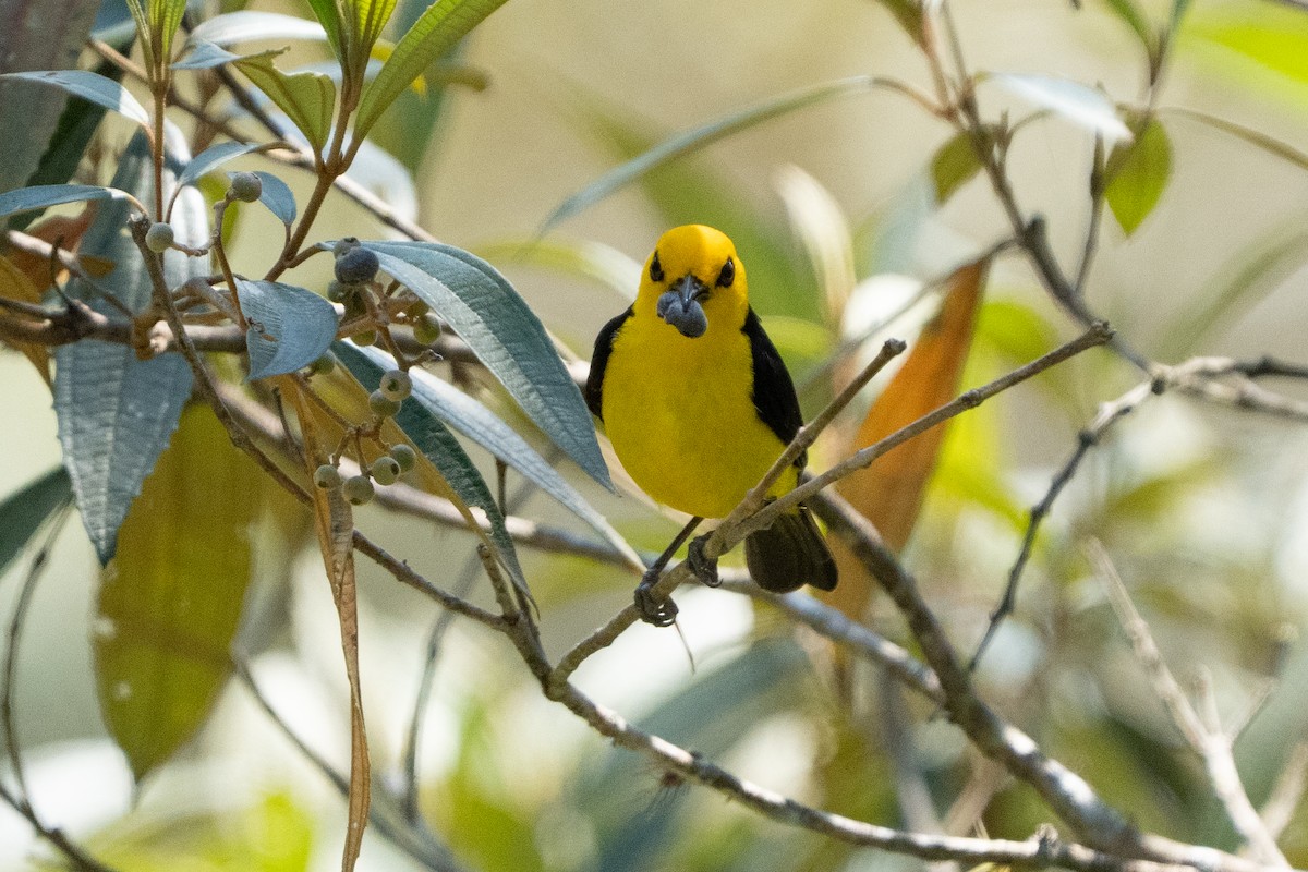 Tangara Negriamarilla - ML642304543