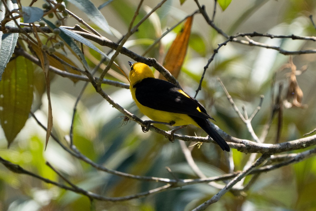 Tangara Negriamarilla - ML642304544