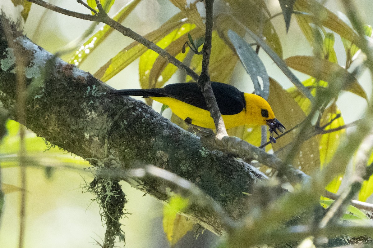 Tangara Negriamarilla - ML642304545