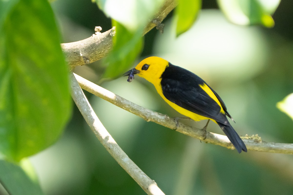 Tangara Negriamarilla - ML642304546