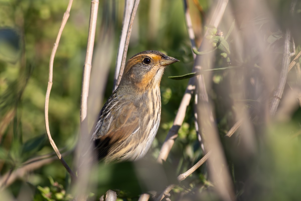 Saltmarsh Sparrow - ML642304586