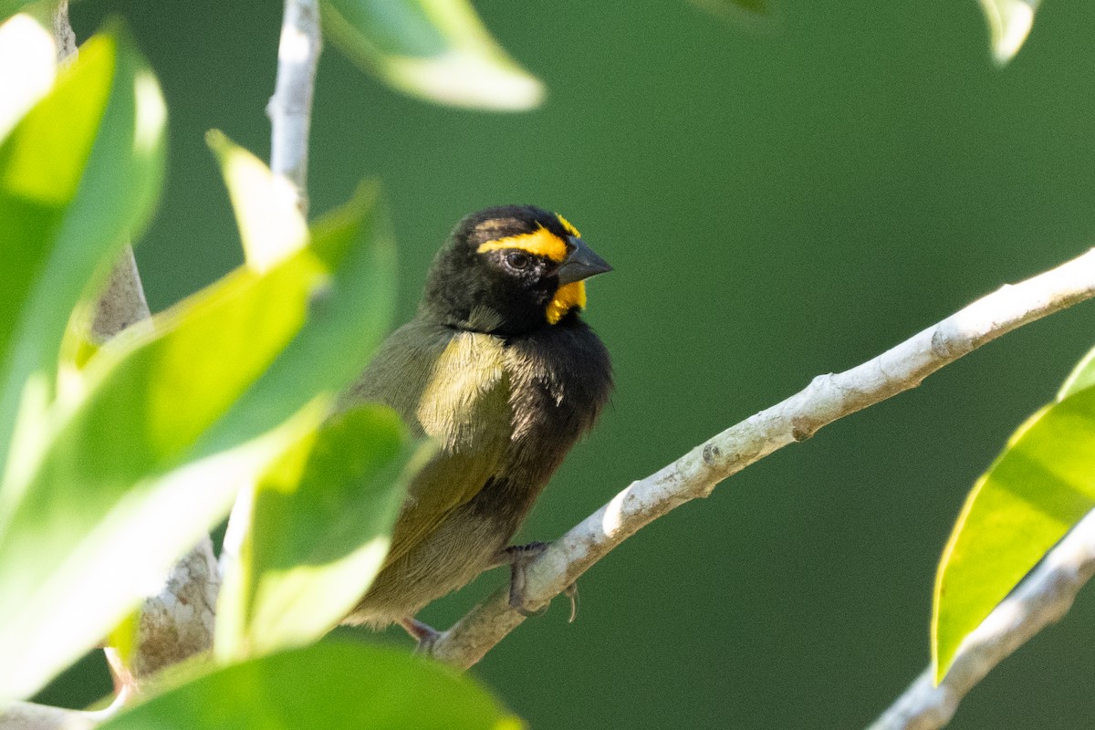 Yellow-faced Grassquit - ML642304590