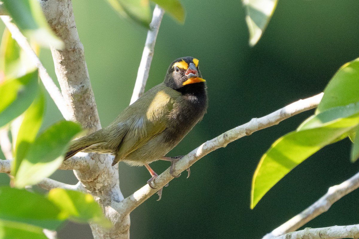 Yellow-faced Grassquit - ML642304592