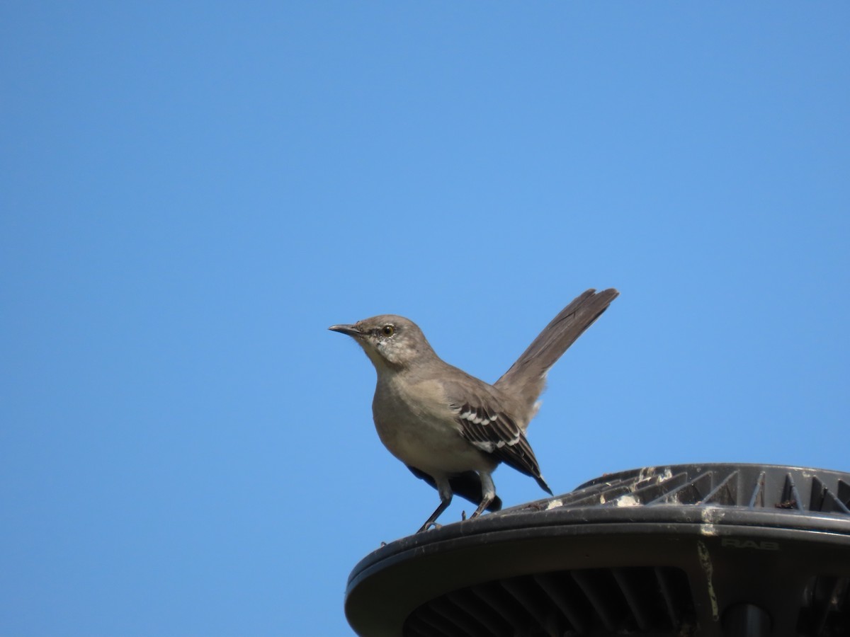 Northern Mockingbird - ML642304597