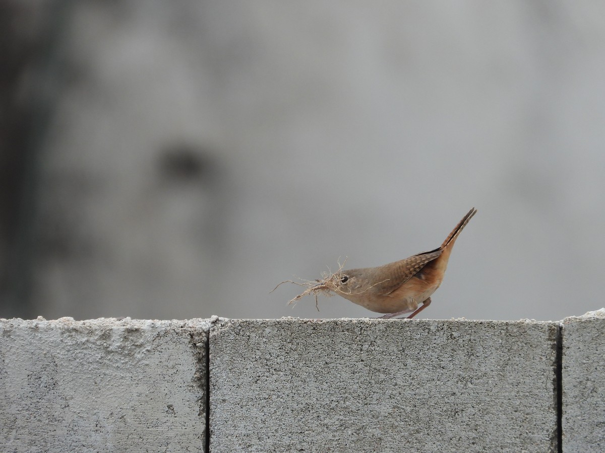 Southern House Wren - ML642304605