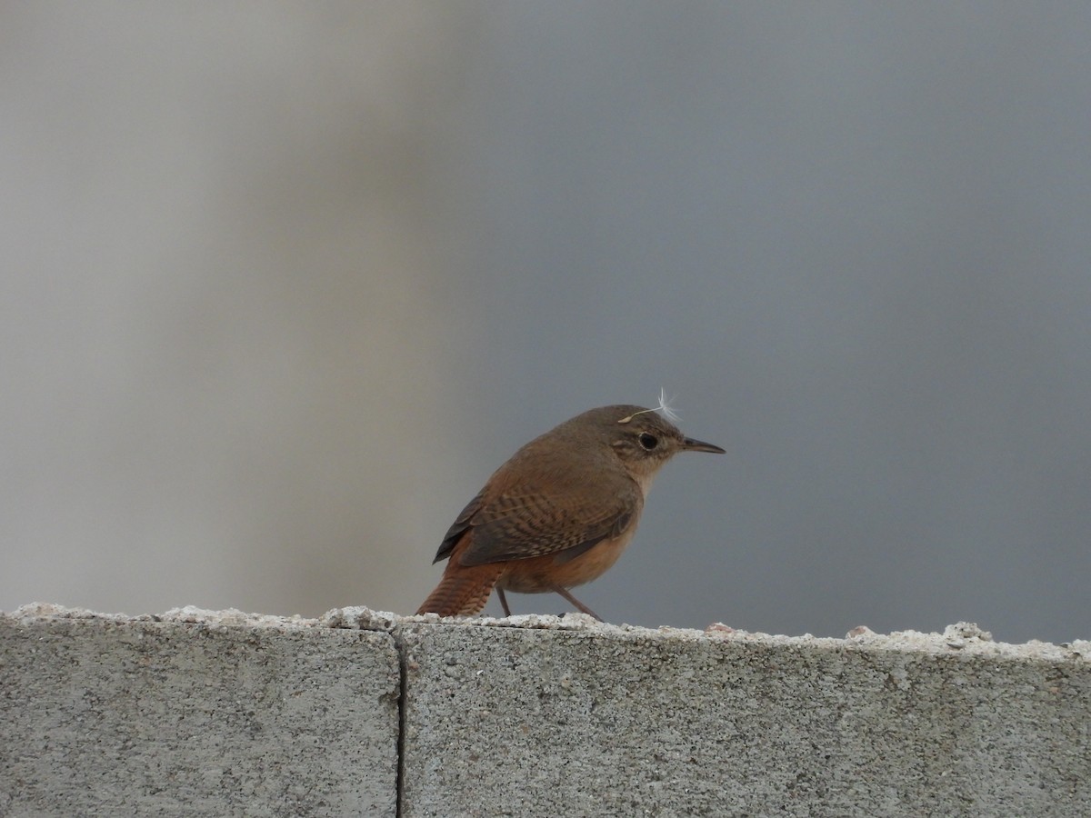 Southern House Wren - ML642304606