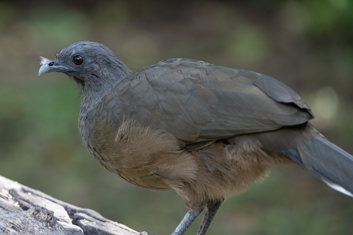 Plain Chachalaca - ML642304614