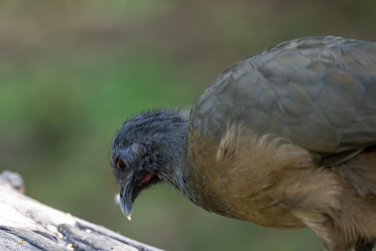 Plain Chachalaca - ML642304615