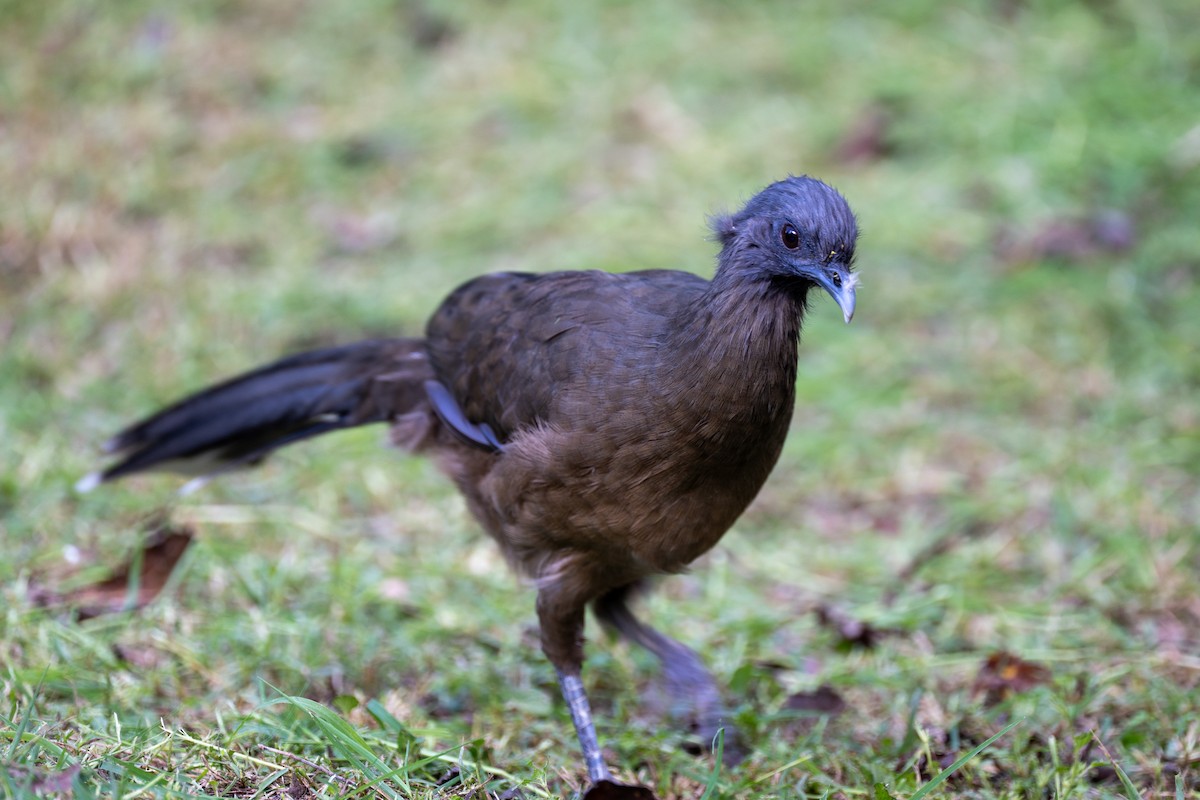 Plain Chachalaca - ML642304616