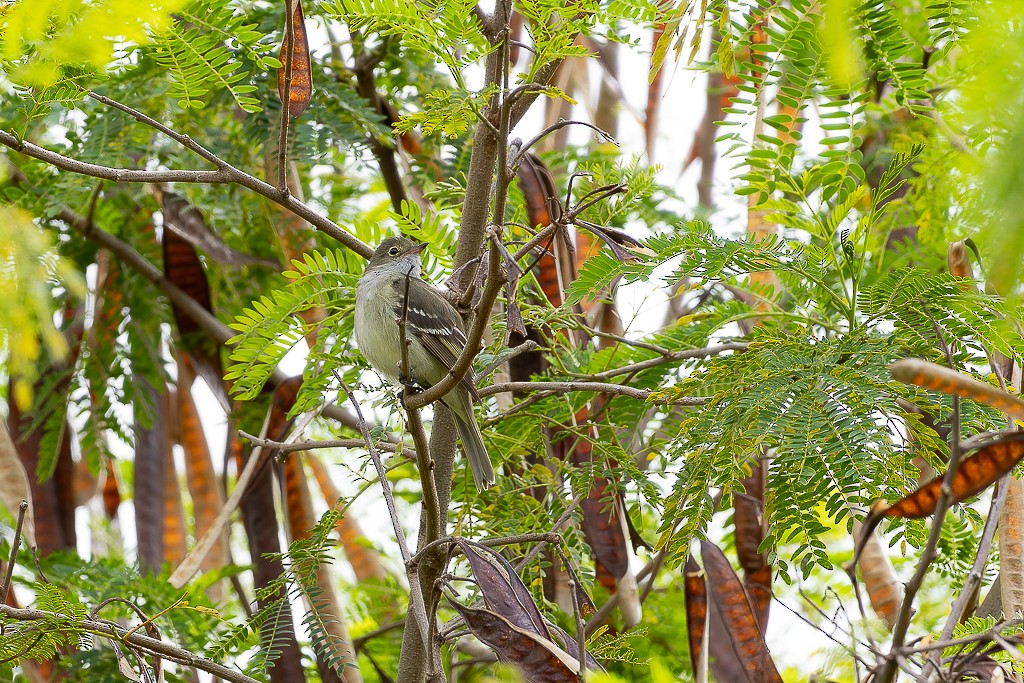Small-billed Elaenia - ML642304618