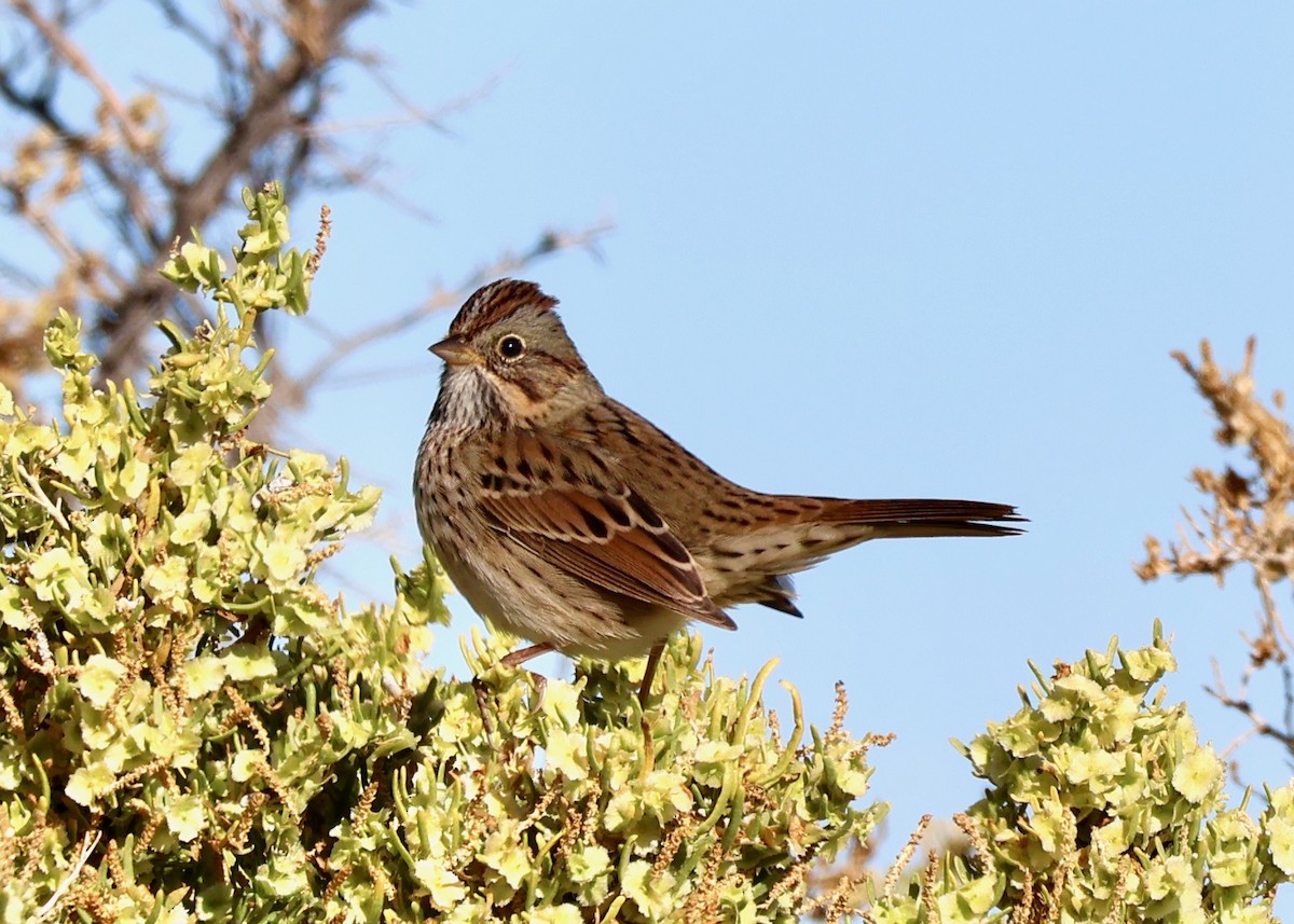 Lincoln's Sparrow - ML642304626