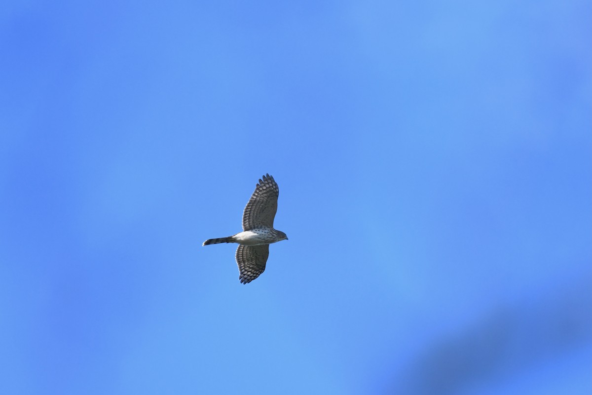 Cooper's Hawk - ML642304627