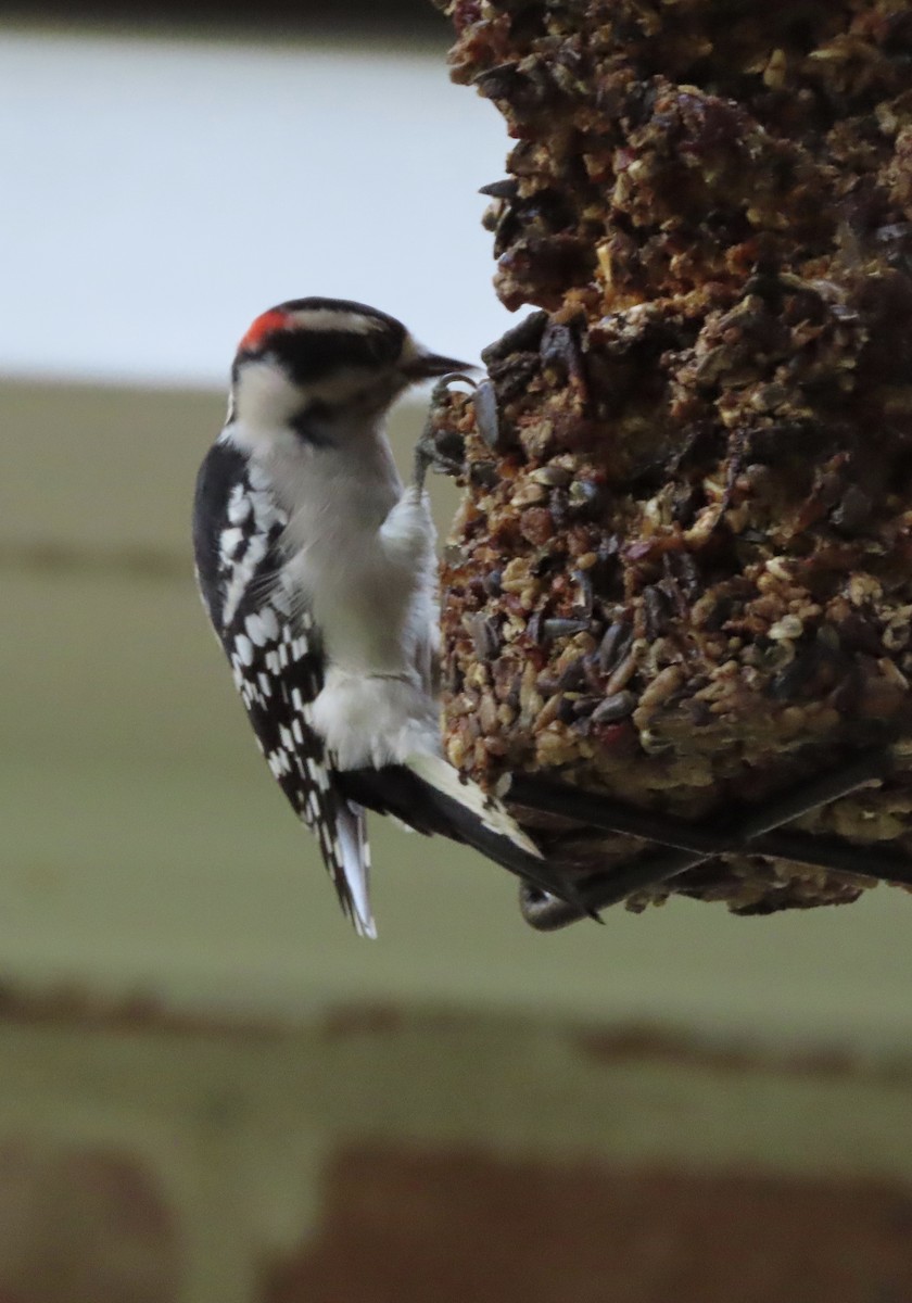 Downy Woodpecker - ML642304628