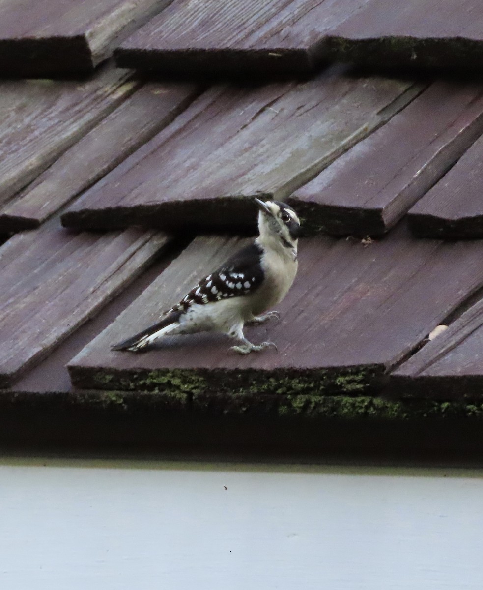 Downy Woodpecker - ML642304629