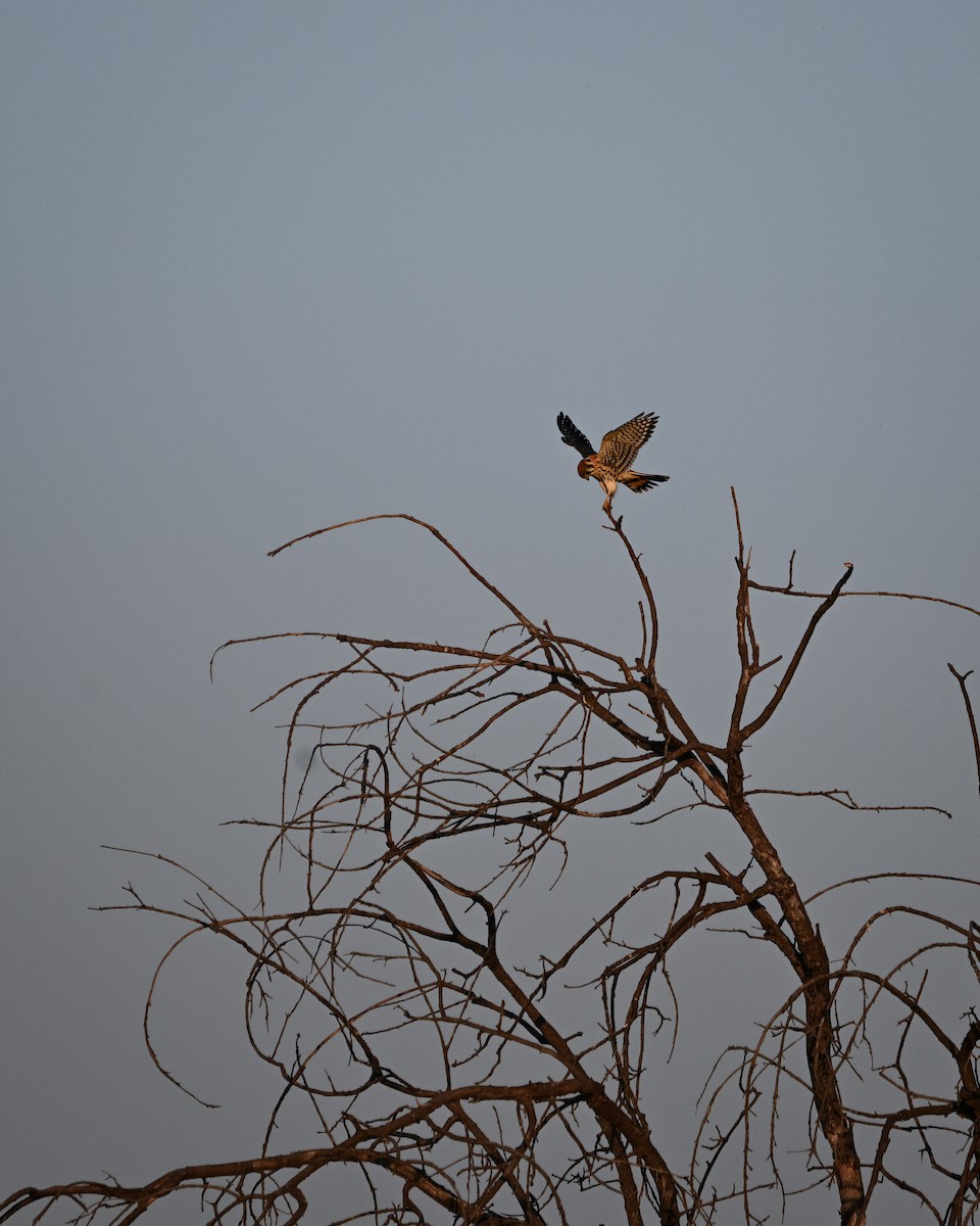 American Kestrel - ML642304634
