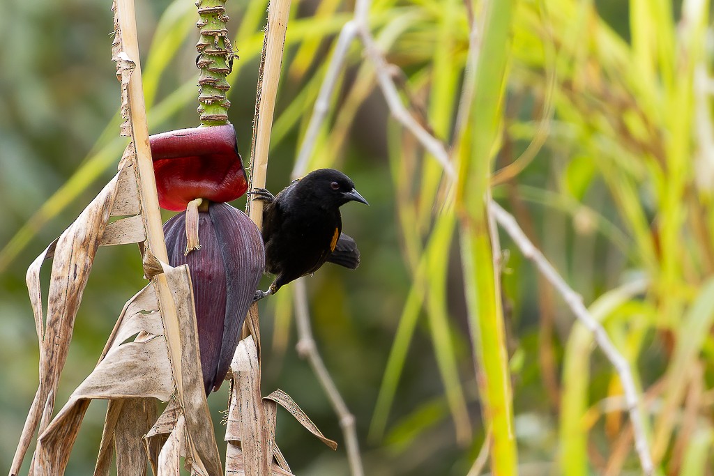 Variable Oriole - ML642304635