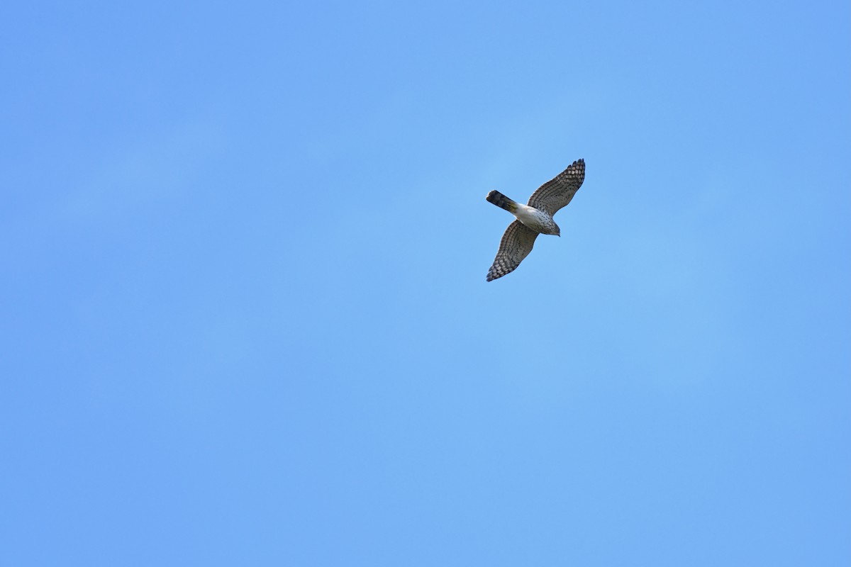 Cooper's Hawk - ML642304636
