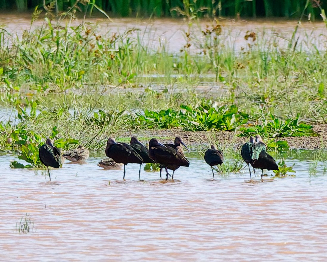 White-faced Ibis - ML642304641