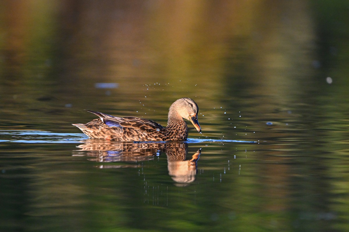 Mallard - ML642304642