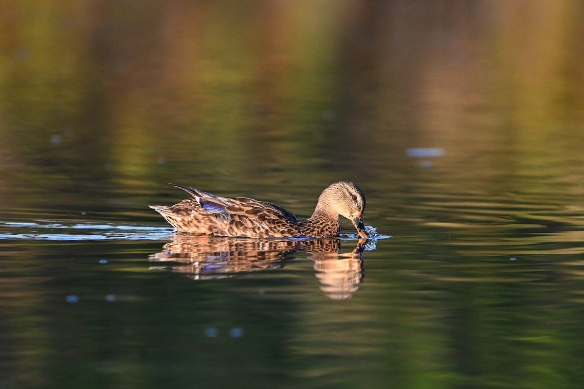 Mallard - ML642304643