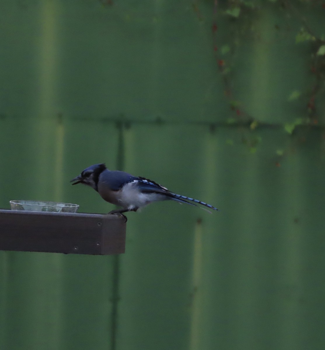 Blue Jay - ML642304645
