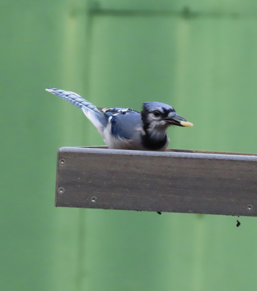 Blue Jay - ML642304646