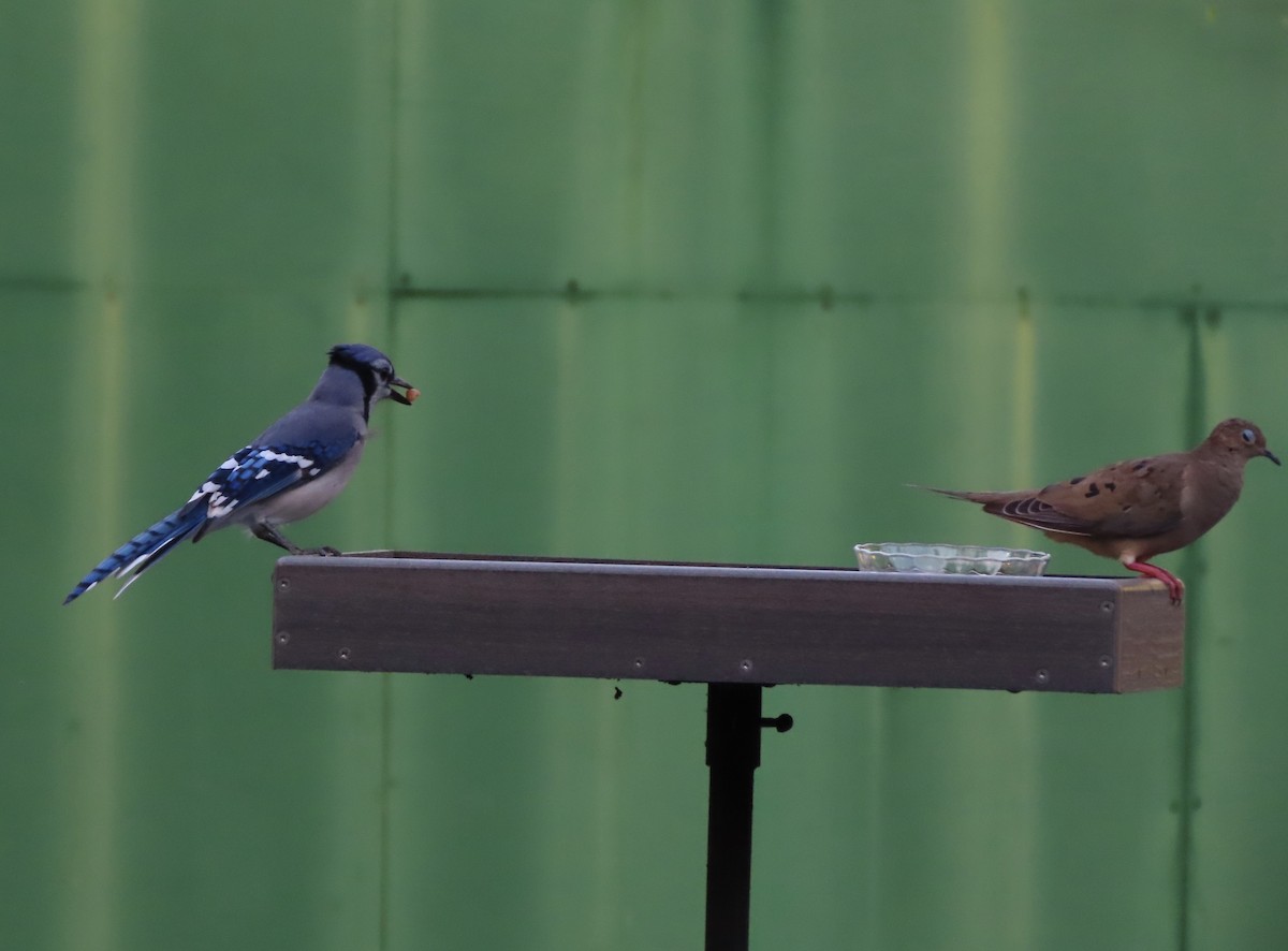 Blue Jay - ML642304647