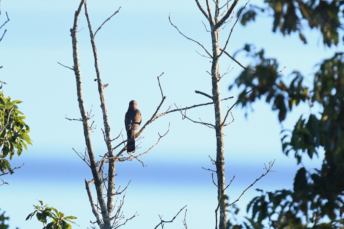 Cooper's Hawk - ML642304649