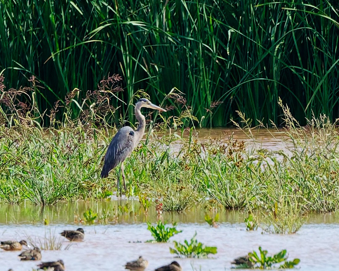 Great Blue Heron (Great Blue) - ML642304653