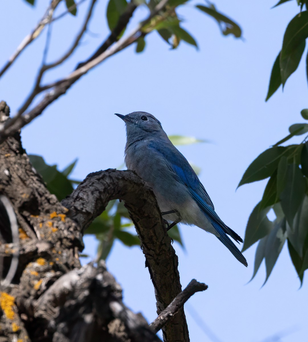 Mountain Bluebird - ML642304664