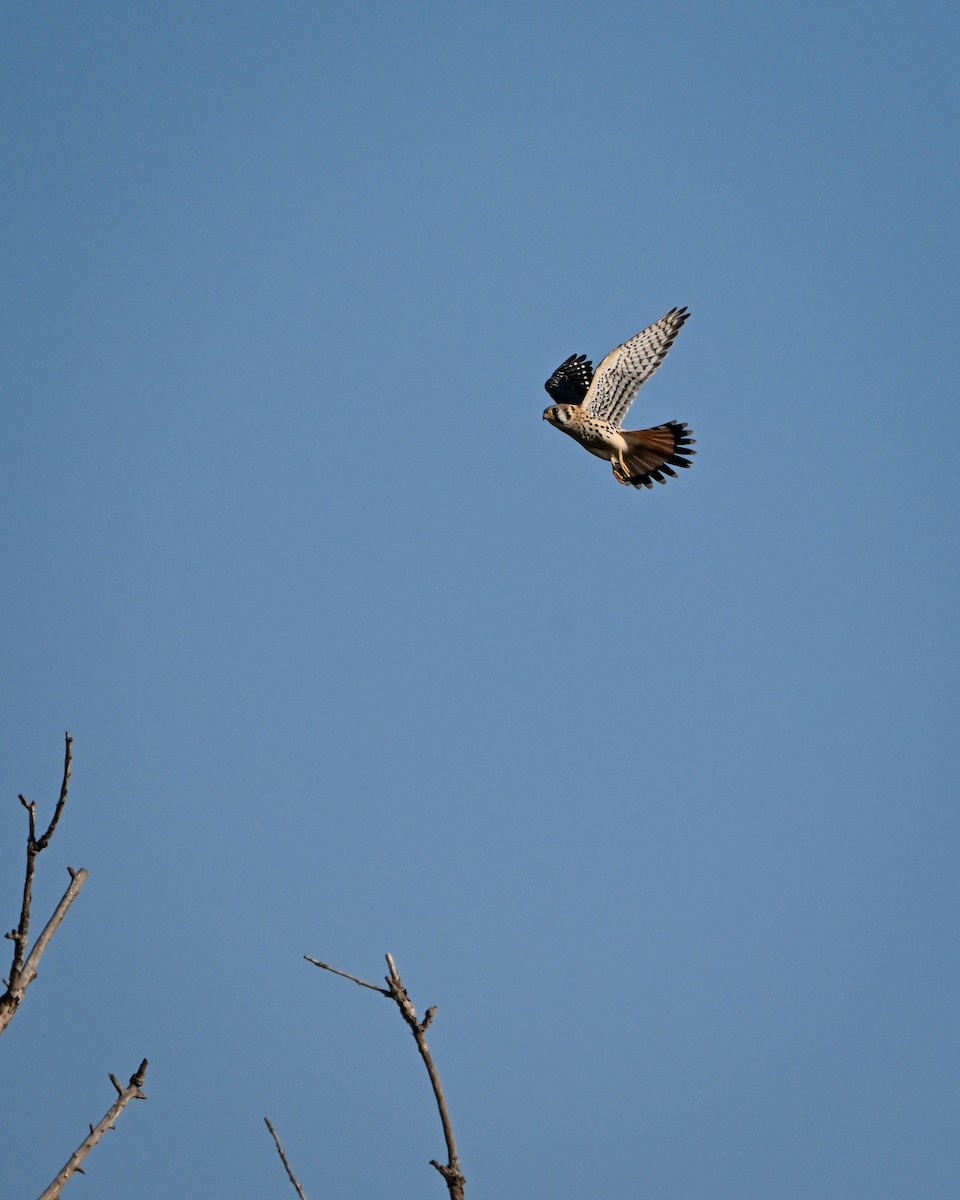 American Kestrel - ML642304674