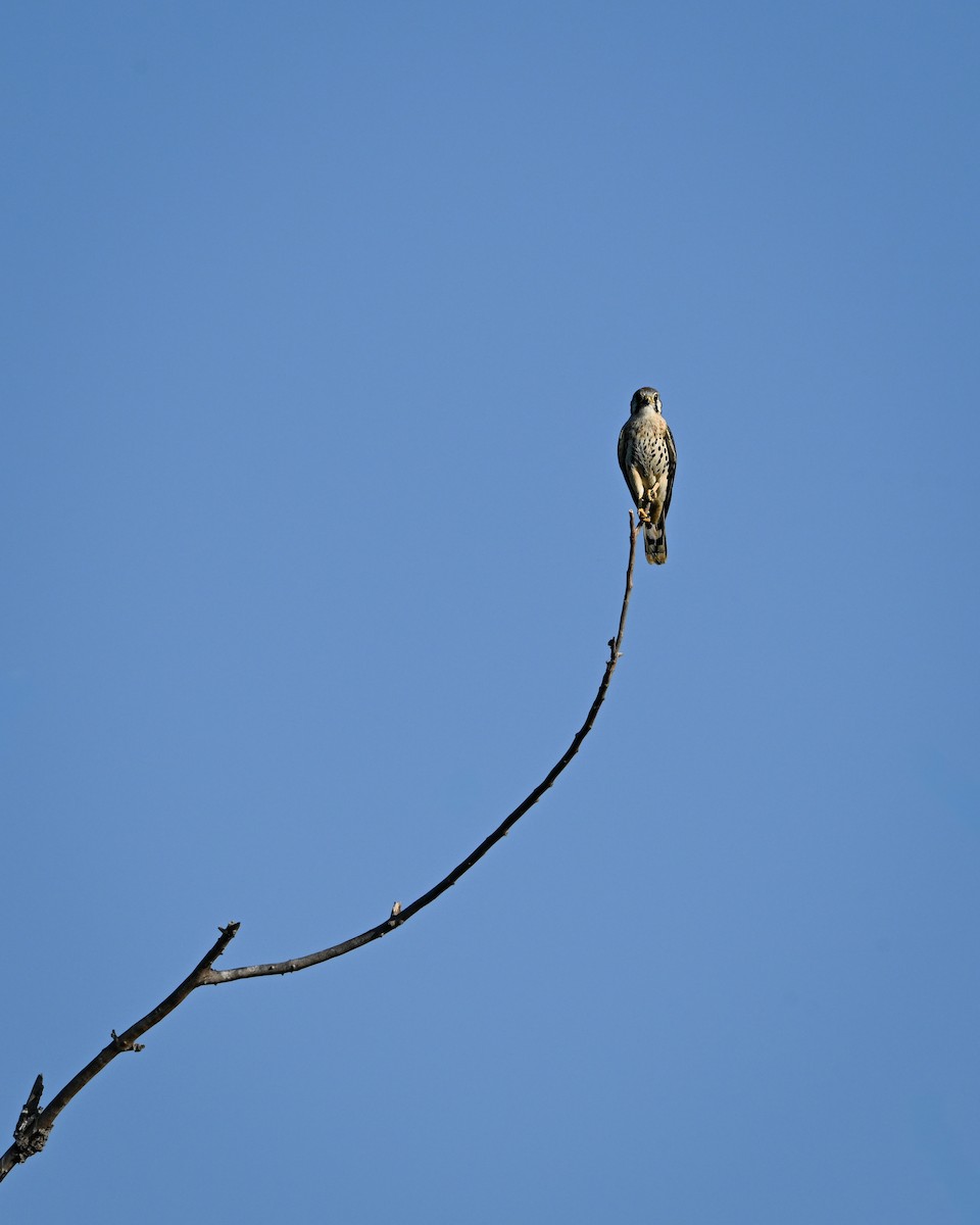 American Kestrel - ML642304675