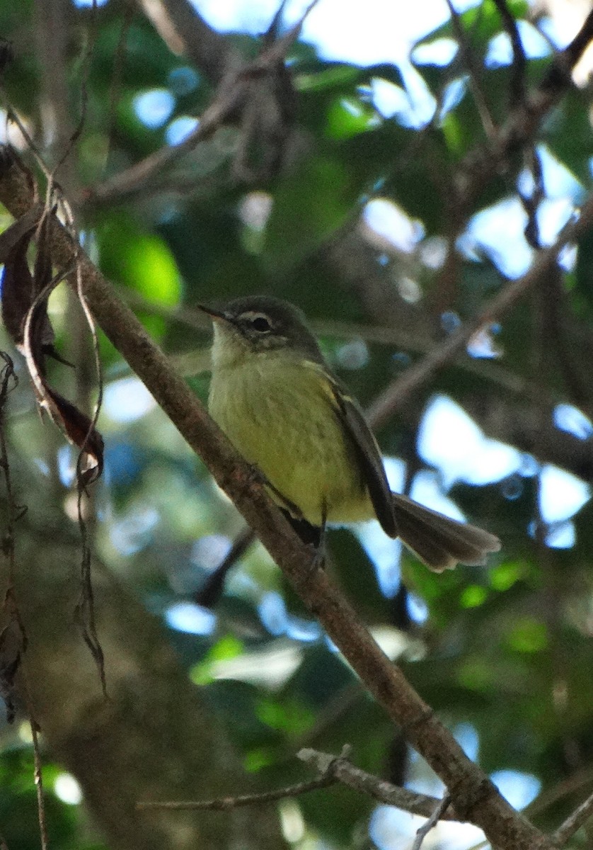 Mottle-cheeked Tyrannulet - ML642304677