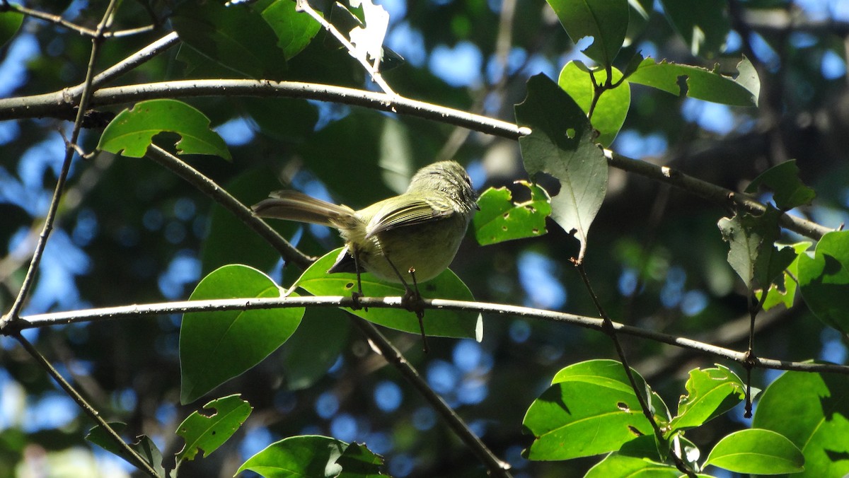 Mottle-cheeked Tyrannulet - ML642304679