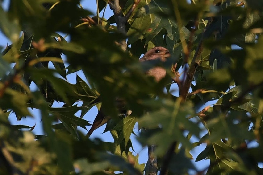 Purple Finch - ML642304695