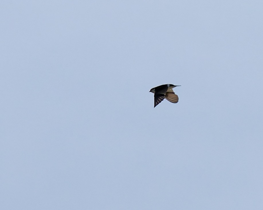 Violet-green Swallow - ML642304701