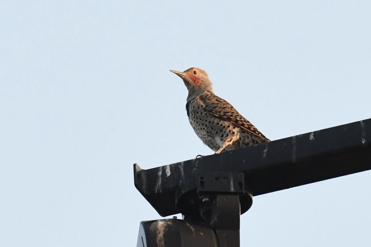 Northern Flicker - ML642304702