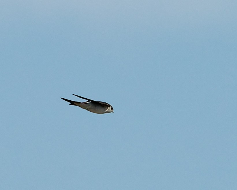 Violet-green Swallow - ML642304703