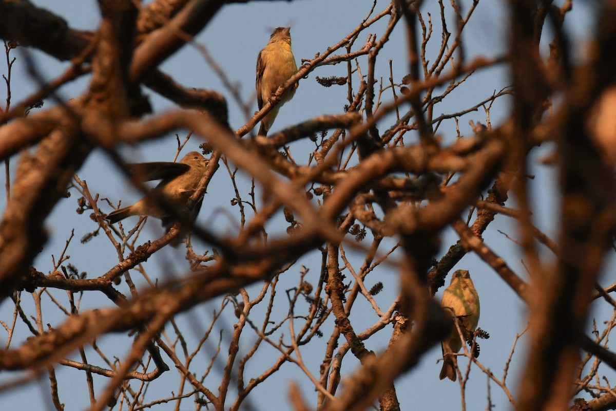 Lesser Goldfinch - ML642304709