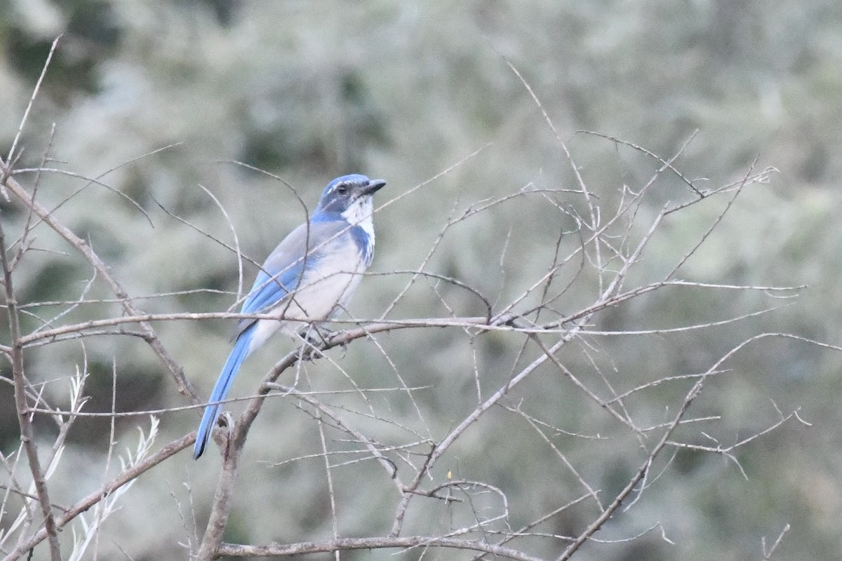 California Scrub-Jay - ML642304732