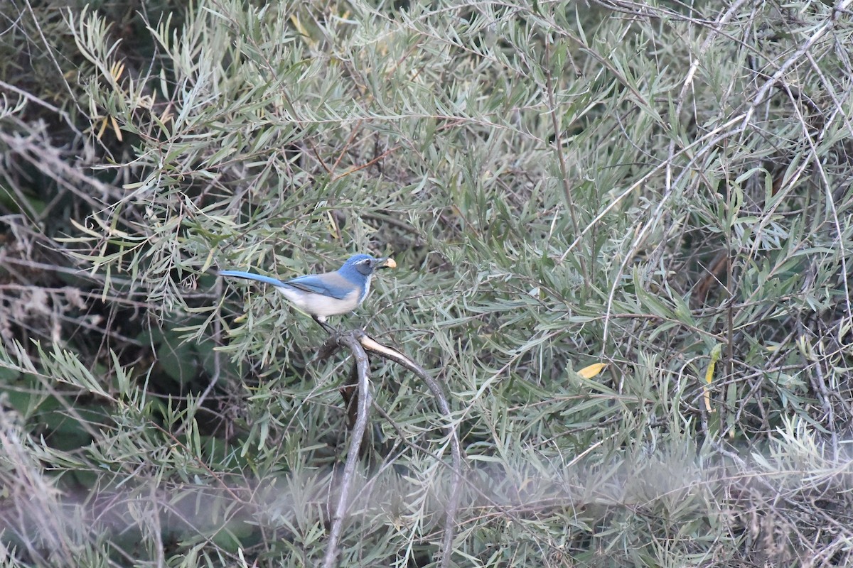 California Scrub-Jay - ML642304733