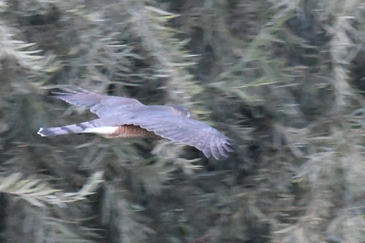 Cooper's Hawk - ML642304740