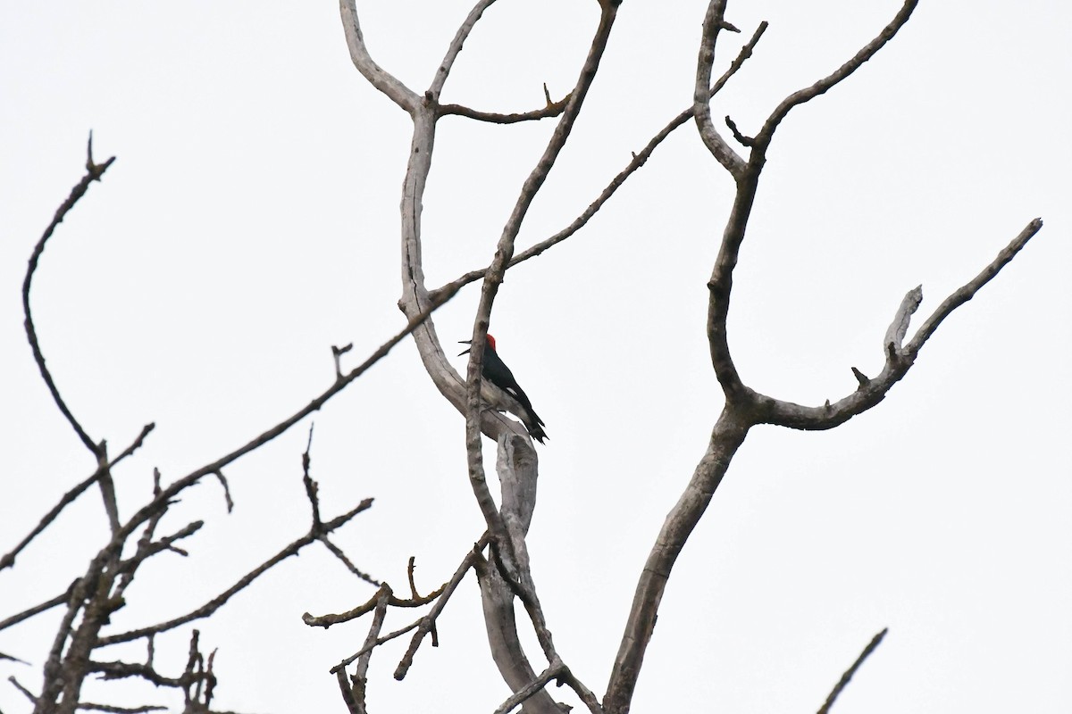 Acorn Woodpecker - ML642304755
