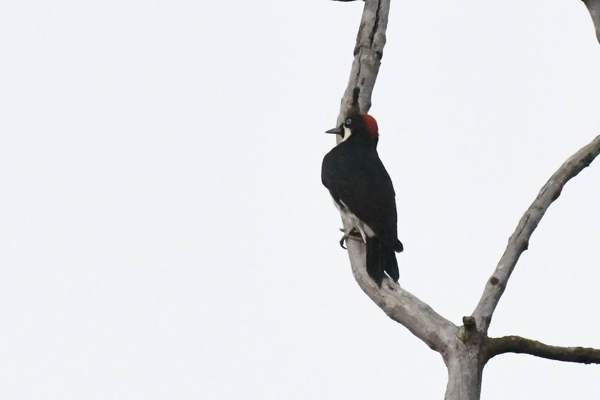 Acorn Woodpecker - ML642304756