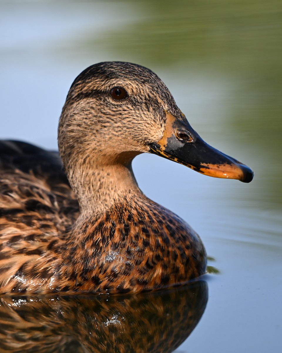 Mallard - ML642304760
