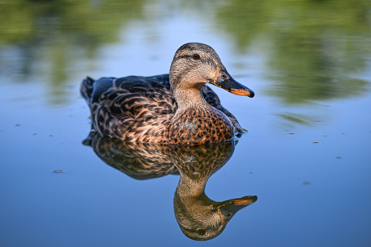 Mallard - ML642304761