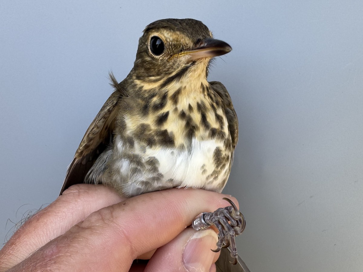 Swainson's Thrush (Olive-backed) - ML642304772